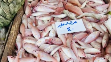 كيلو البلطي بكام اليوم؟ أسعار الأسماك في كفر الشيخ السبت 29 نوفمبر 2025